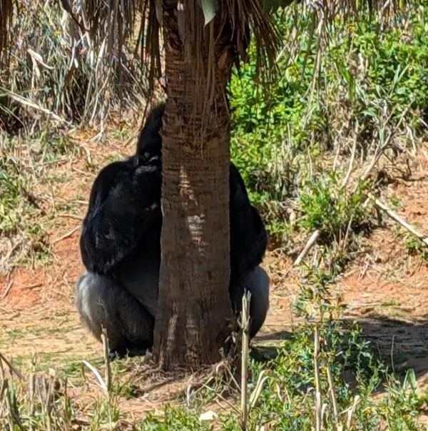 hidding gorilla jpeg.jpg